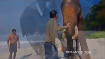 Mordu de la pêche - Andaman