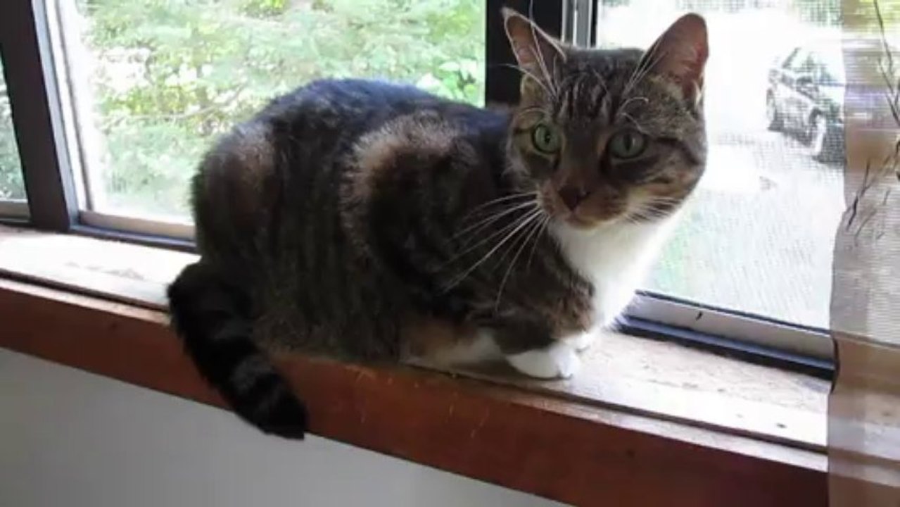Misty on the Window Sill