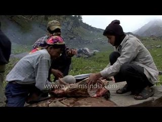 Porters dress goat in time for dinner, out on an alpine meadow