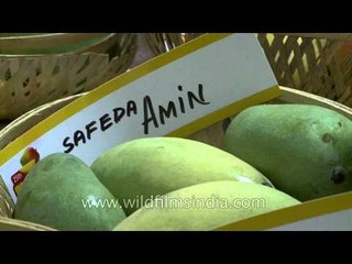 India's capital succumbs to mango mania!