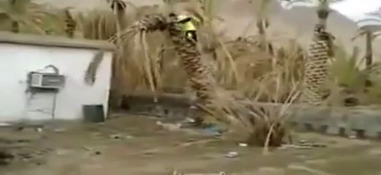 Man trying to uproot a big tree - fall down from the top of the tree.
