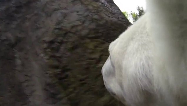 Une GoPro fixée sur un Ours Polaire... Enorme!