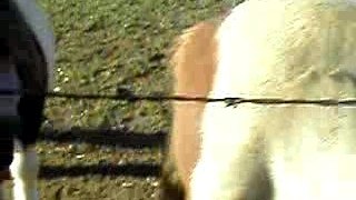 La course des poneys
