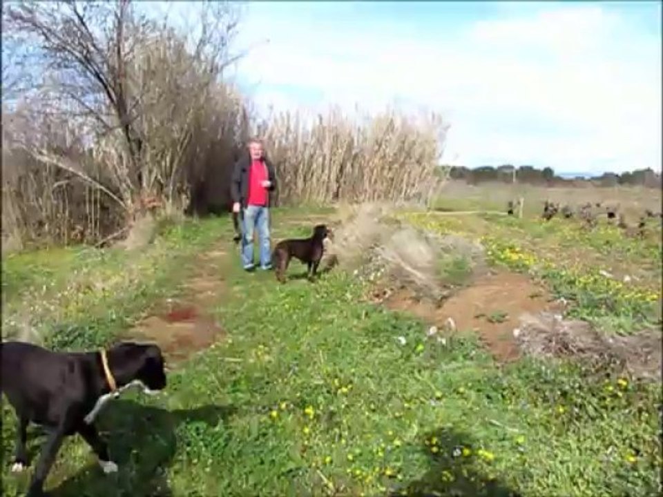 Boxers des Gorges d'Héric en balade