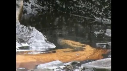 Une marée noire en Thaïlande menace le continent