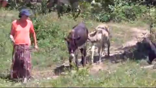 Avrupa'nın ortasında eşek çiftliği