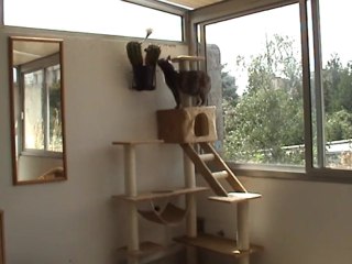 decouverte de l'arbre à chat