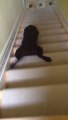 Un chiot descend les escaliers en glissant