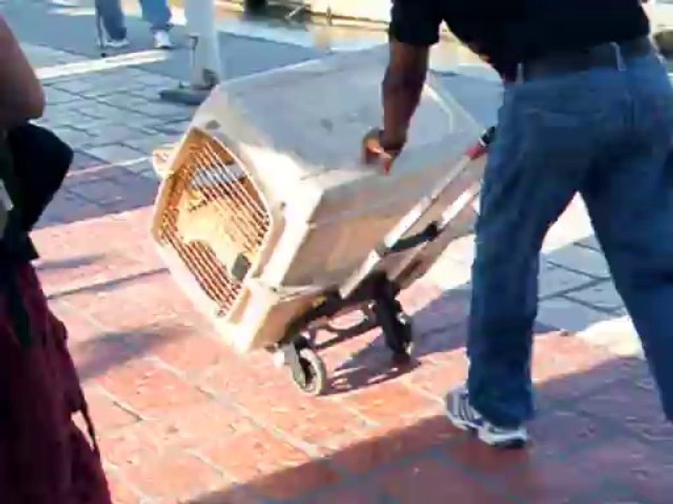 LION TIGER CUBS DRUGGED UP IN LOS CABOS CUB PARADISE 4 HELP SCAM CRUELTY IN MEXICO