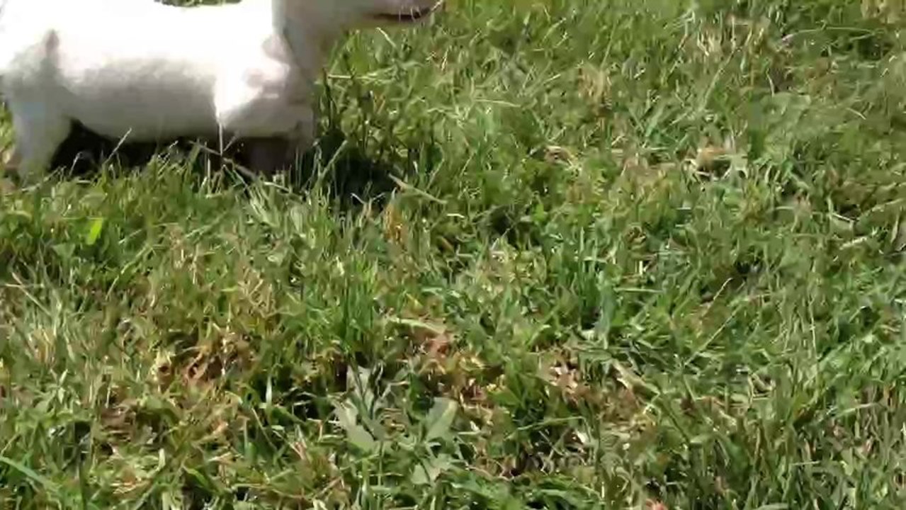 Satilik Kisa Bacak Jack Russel Yavrulari 05333974577