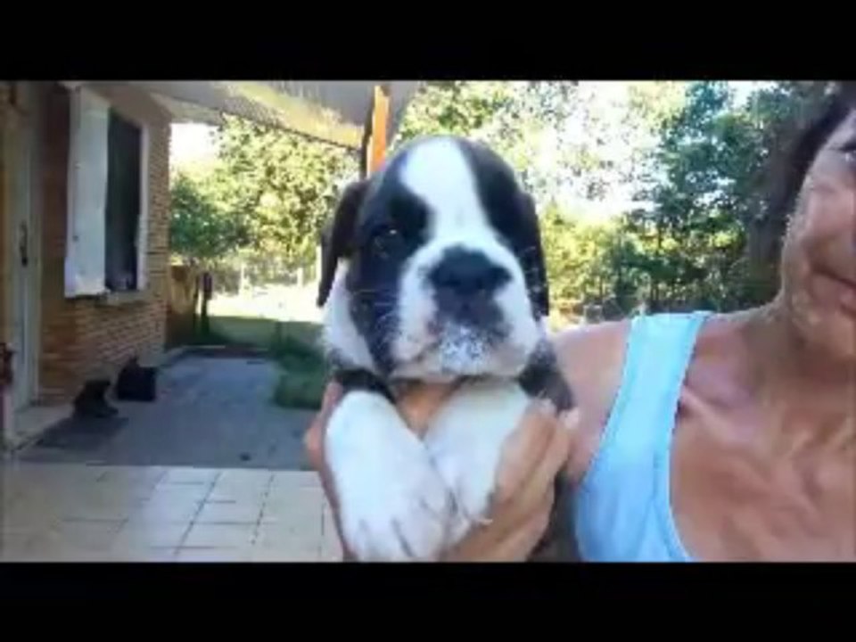 IRIS OF PEARL DES VENTS DE MER à 5 semaines