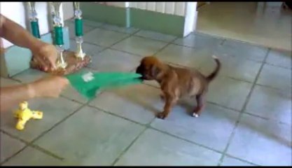 ISAR 5 Sem & 4 Sem Initiation Chiffon