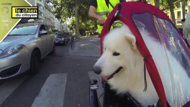 Ma vie, mon chien, ma ville et mon vélo cargo...