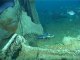 Faune sous-marine de d'île d'Yeu: plongée sur l'Otto