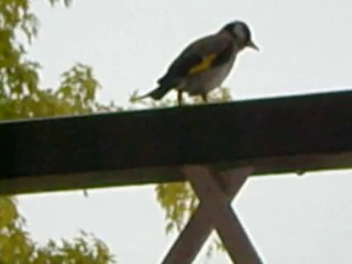 chardonneret élégant