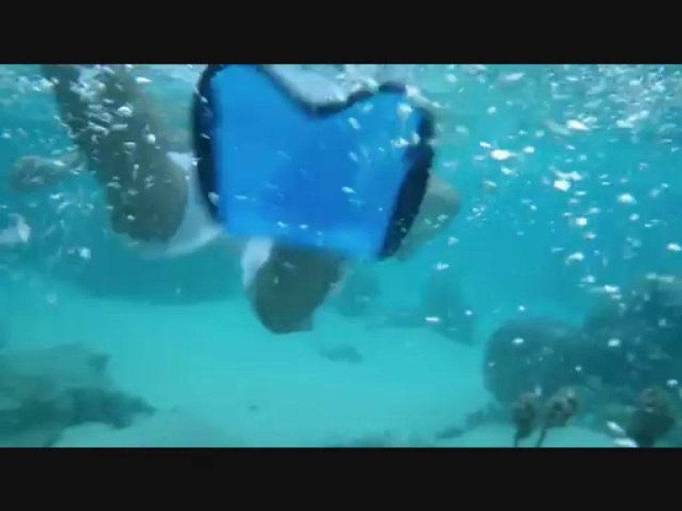 plongée raie manta et requin