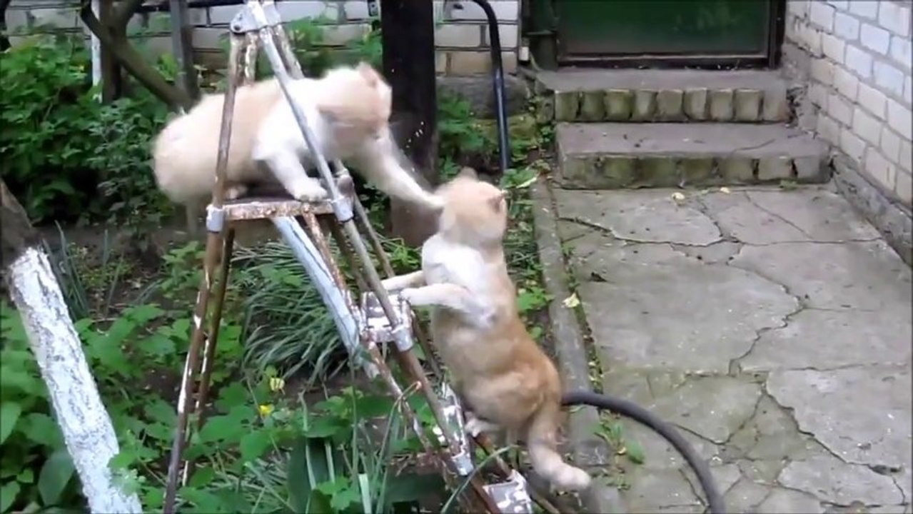 10'a 1 Vuran Kedi :)