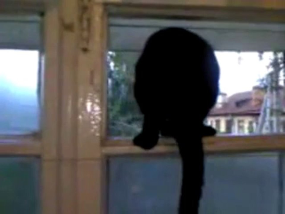 Havlayan Kedi