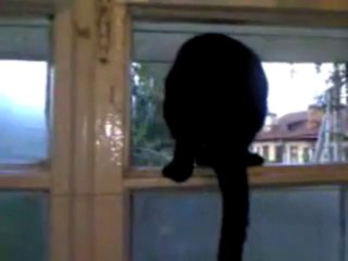 Havlayan Kedi