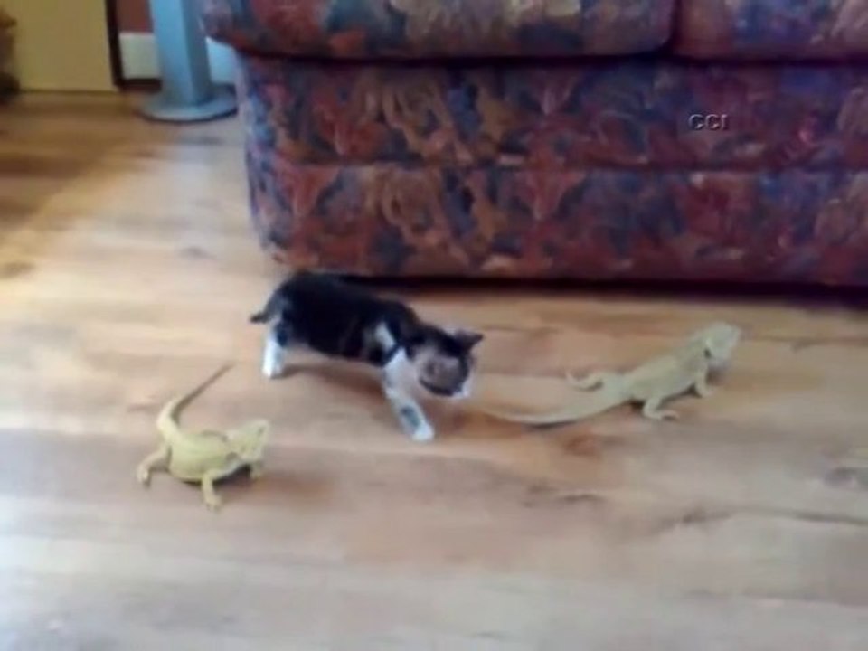 Bukalemundan korkan kedi böyle takla attı