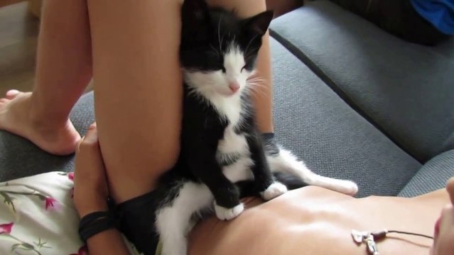 Le chaton le plus mignon du monde qui dort assis sur les jambes de son maître...