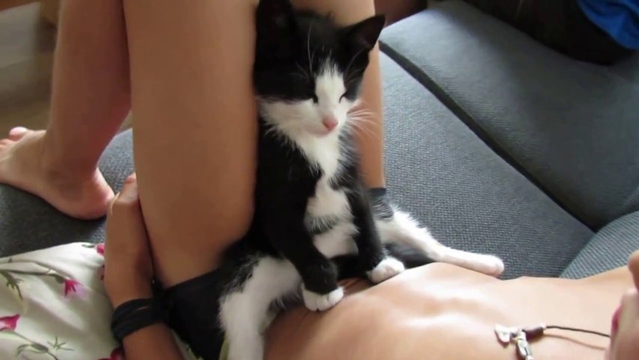 Le chaton le plus mignon du monde qui dort assis sur les jambes de son maître...