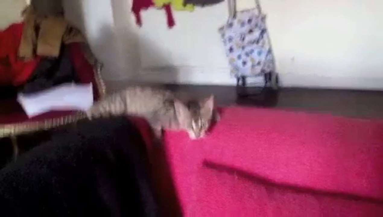 chat drole