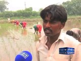 PKG-Rice Cultivation Pakistan Final