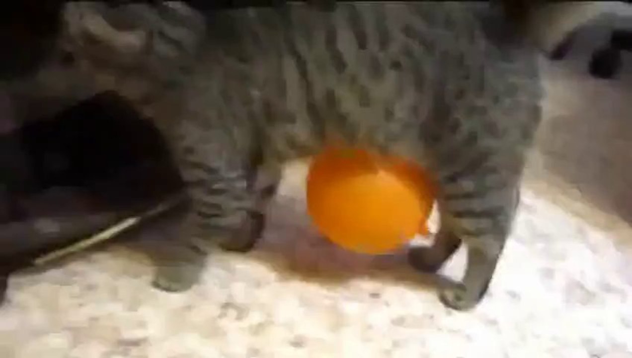 Chat VS ballon électrostatique - Le ballon reste collé à lui!