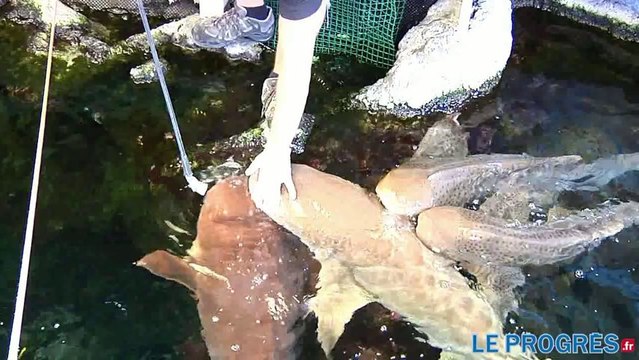 Aquarium de Lyon : le nourrissage des requins, une animation spectaculaire