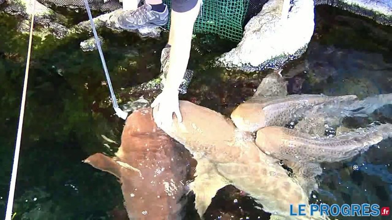 Aquarium de Lyon : le nourrissage des requins, une animation spectaculaire