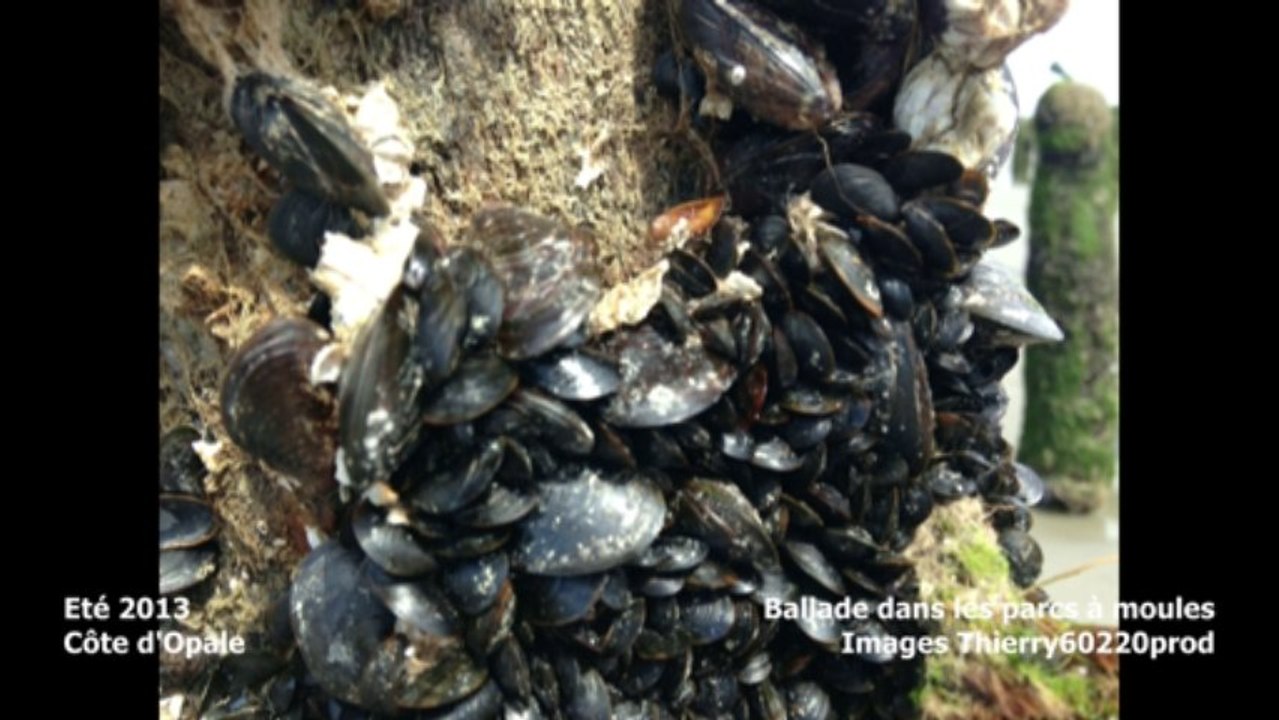 PARCS AUX MOULES COTE D'OPALE JUILLET 2013