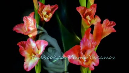 Dancing with the Wind..