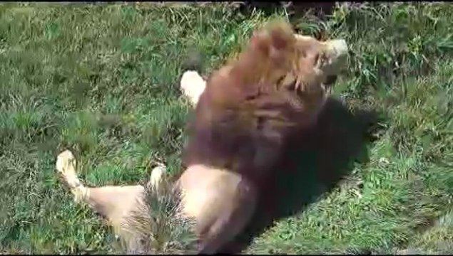 Önce avlandı,sonra keyif yaptı