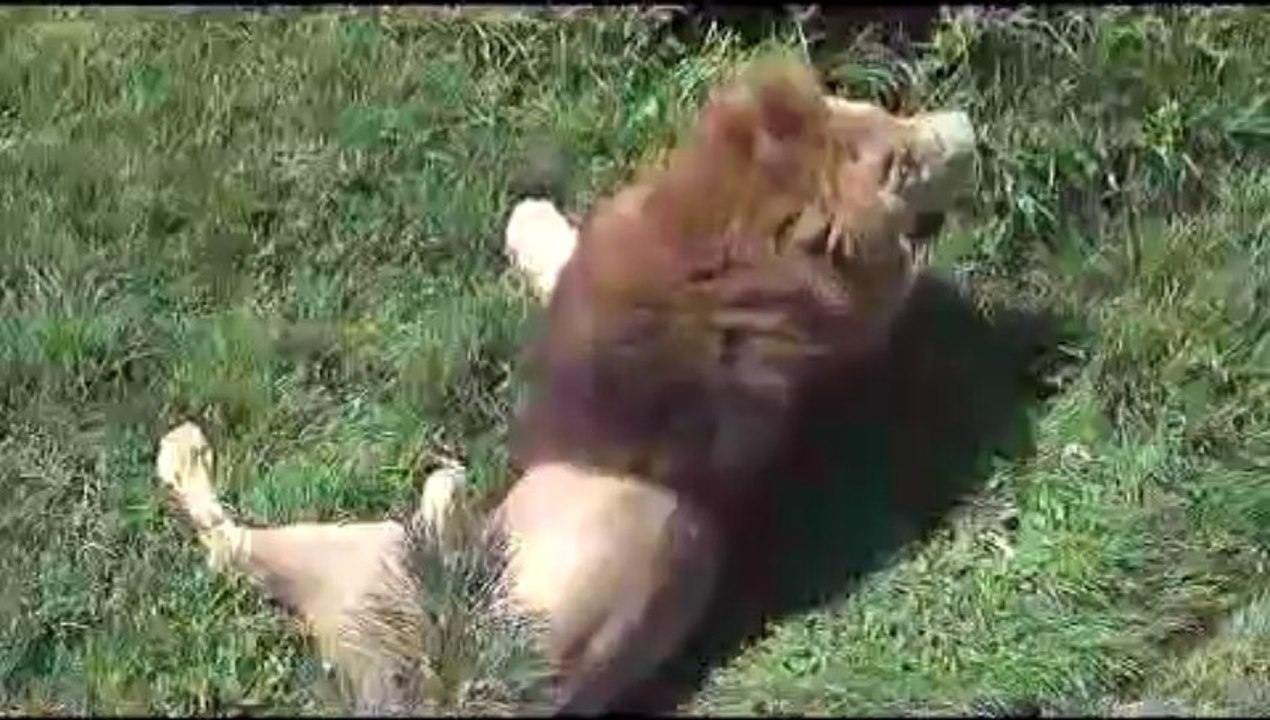 Önce avlandı,sonra keyif yaptı