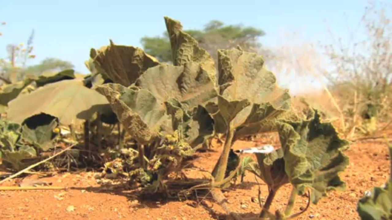 Sale temps pour la planète - Saison 6 - Tanzanie : Les damnés de la terre