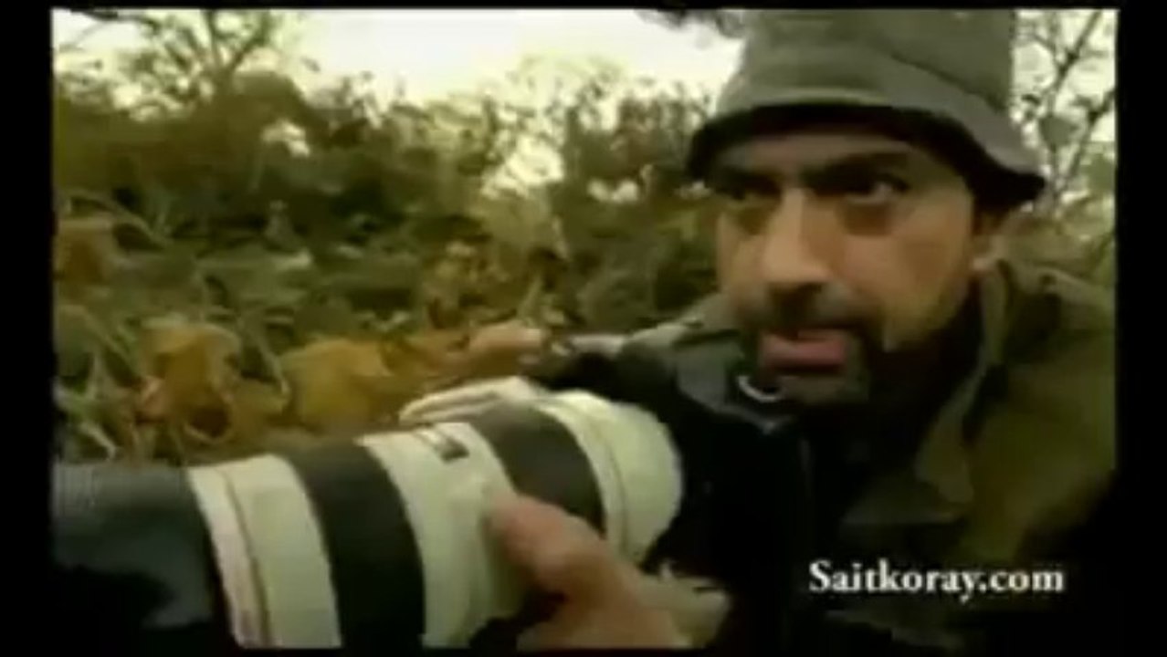 Dans Eden Komik Aslanlar