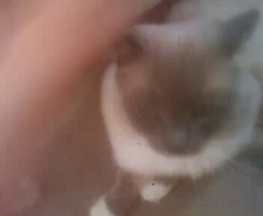 un chat ou un chien? un ragdoll !!! evidemment