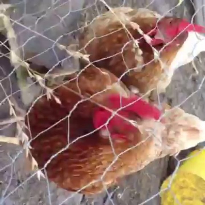 Paroles de poule  lol