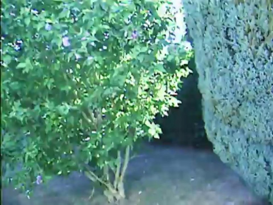 pauvre hibiscus