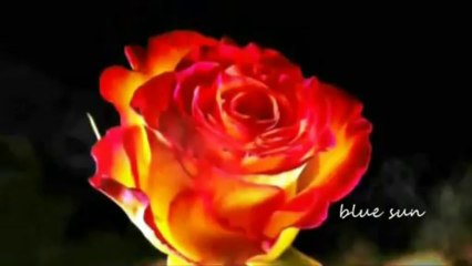 Elif Kaya   Olmuyor Denedim.