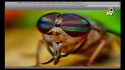 SİNEK GÖZLERİNDEKİ ŞAŞIRTICI ve OLAĞANÜSTÜ TEKNOLOJİ