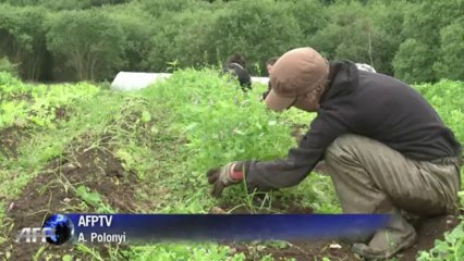 Gratisurlaub im Grünen - als Bio-Erntehelfer auf dem Land