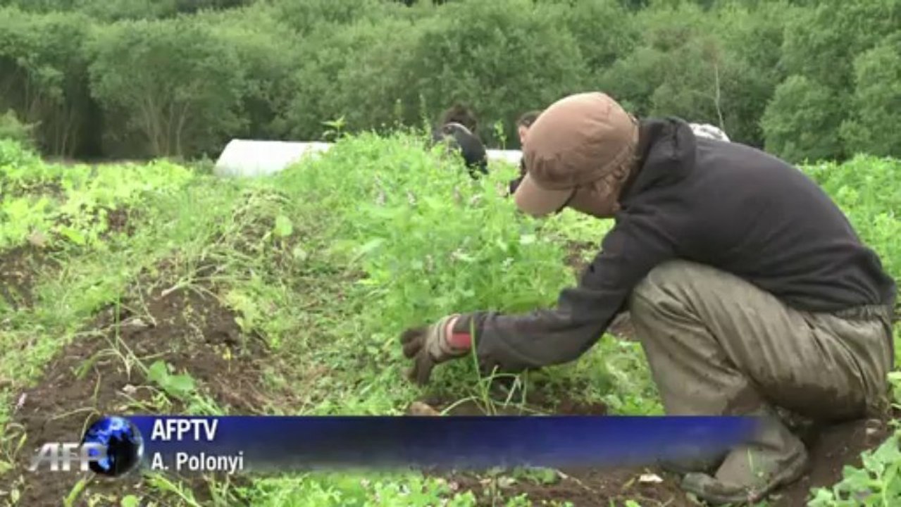 Gratisurlaub im Grünen - als Bio-Erntehelfer auf dem Land