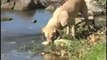 Dog Catches Huge Fish