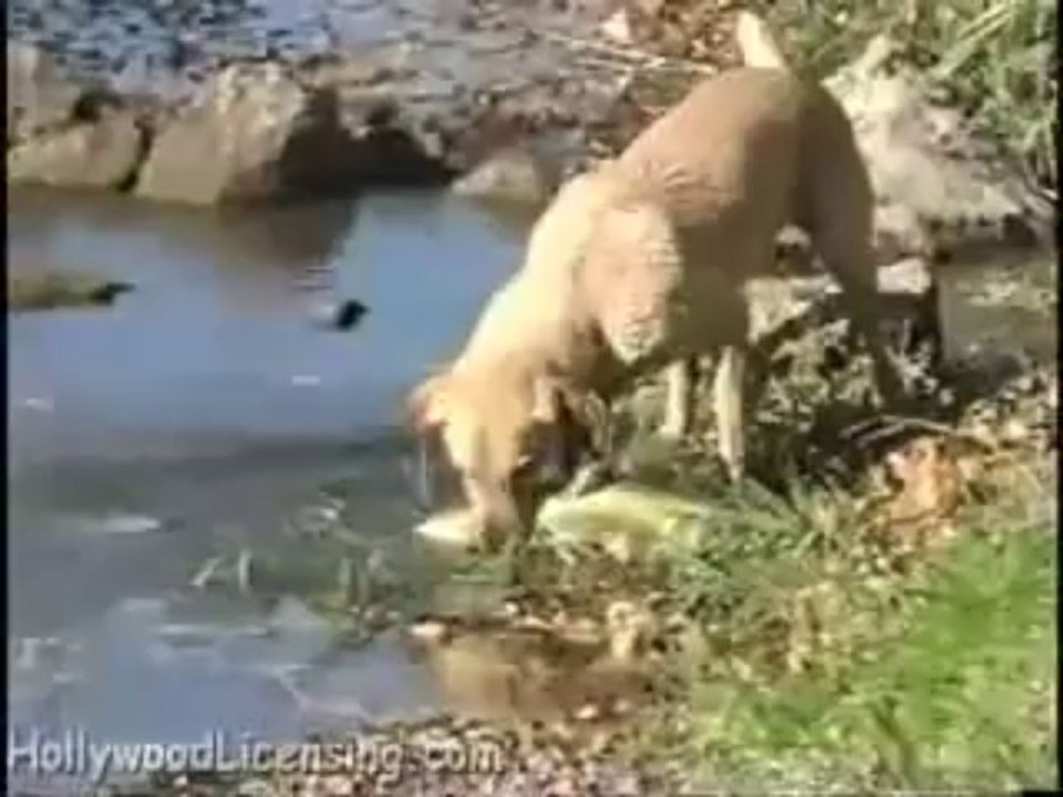 Dog Catches Huge Fish