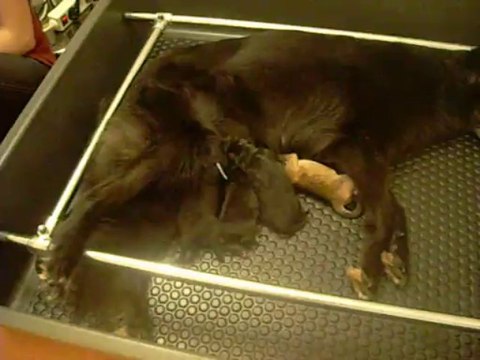 1er août 2013 : chiots Etna, 1 jour