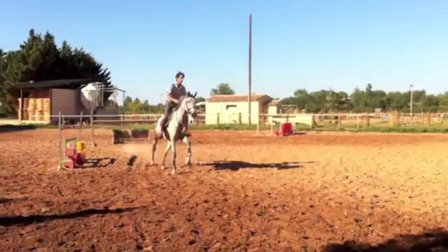 Goa Jument 7ans pere par Heartbreaker Mère: par Nabab de Rêve par Quidam de Revel