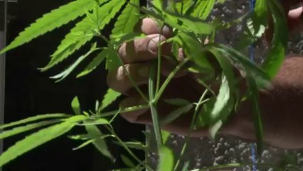 Uruguay lawmakers back government-grown marijuana