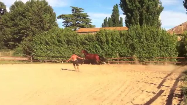 Jacko hongre de 4ans Père:Indorado par Corrado Mère par Sheyenne de Baugy par Grand Veneur